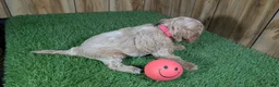 Cavapoo dogs for sale: Lizzy Girl 1 - Ad 3