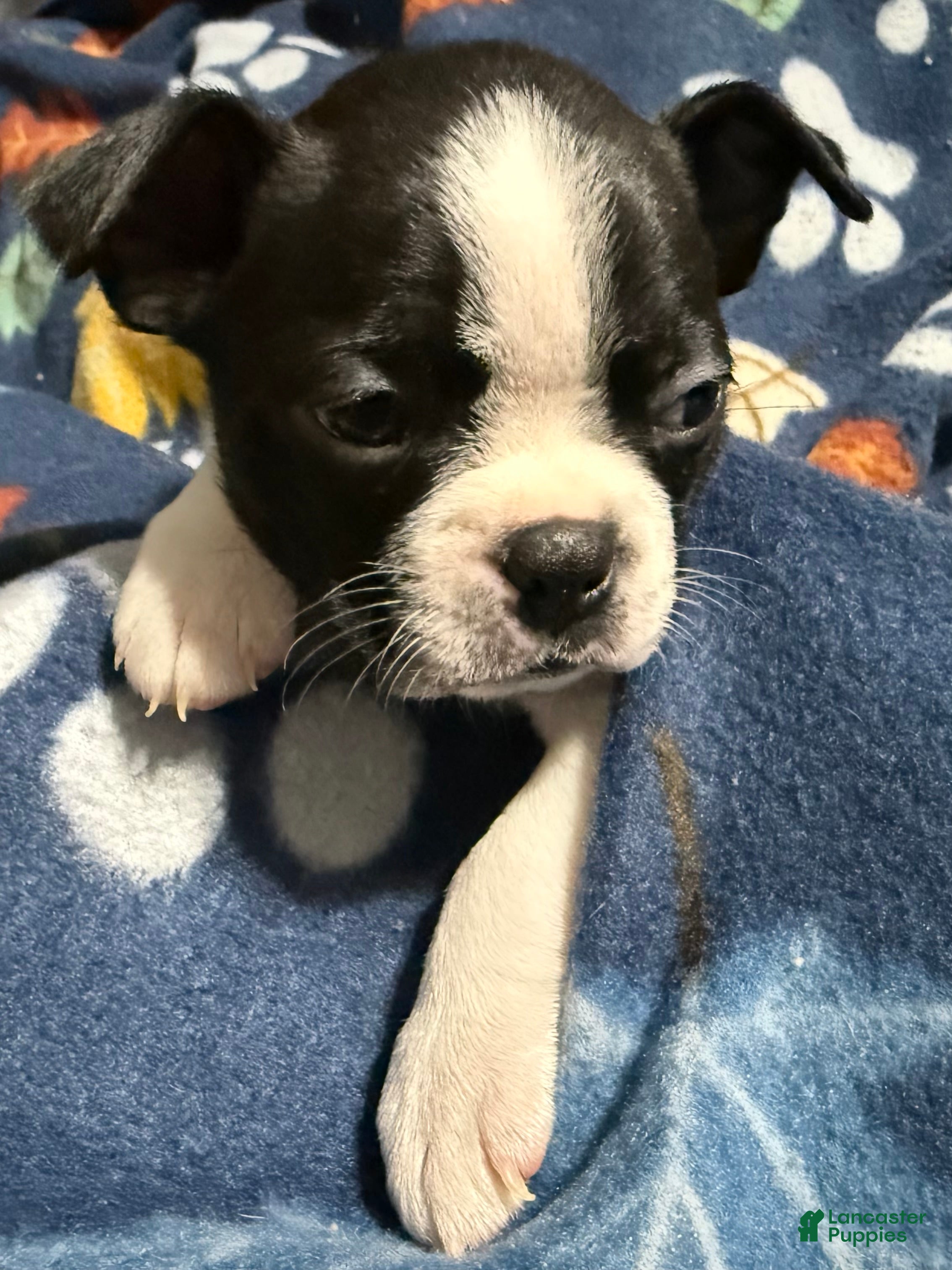 Boston Terrier dogs Holly - Ad 35
