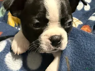 Boston Terrier dogs Holly - Ad 35