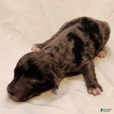 Mini Aussiedoodle dogs for sale: Pixie_Female Blue Merle Mini-Aussiedoodle - Ad 5