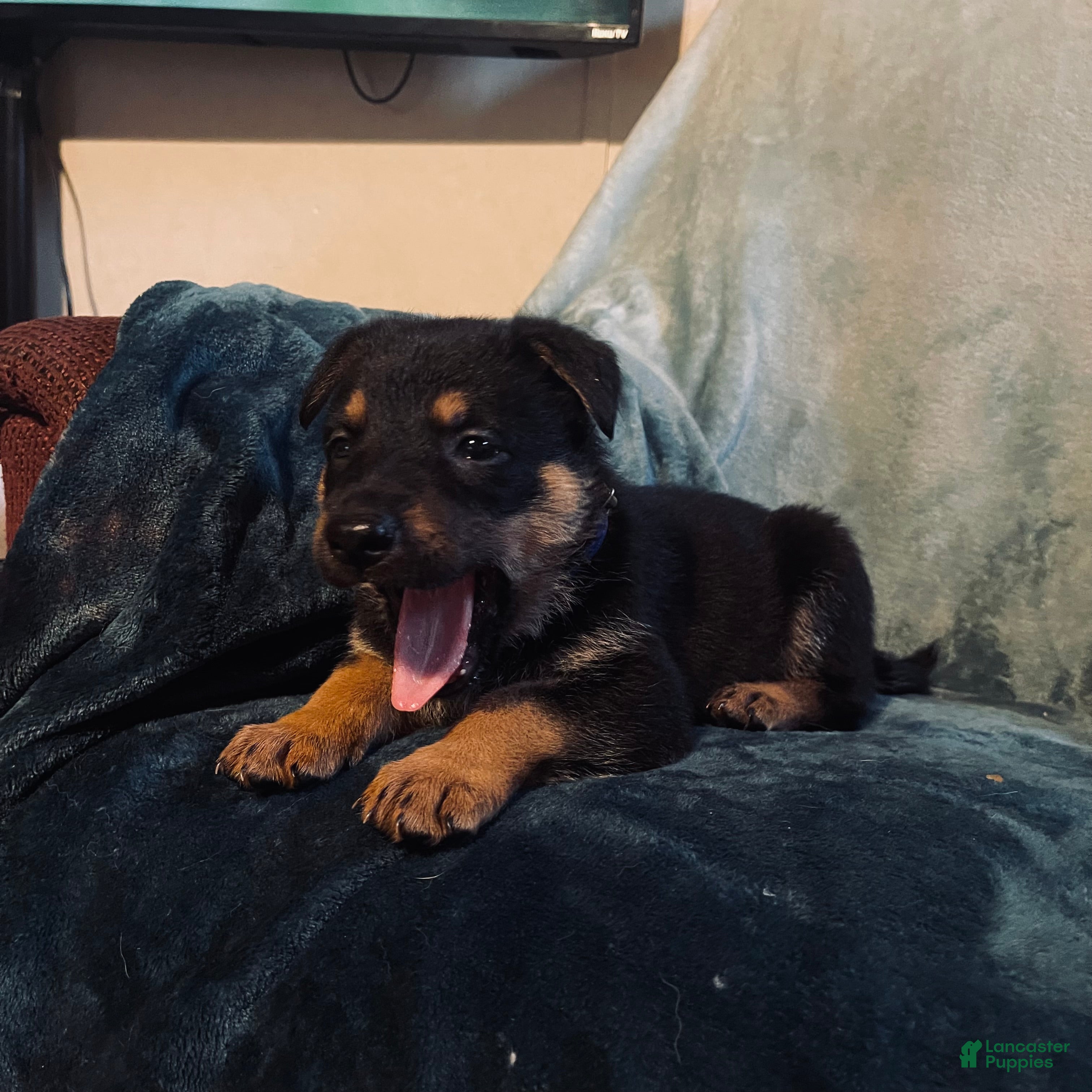 Golden Shepherd dogs Golden Shepherd Puppy 1 Dark blue - Ad 1