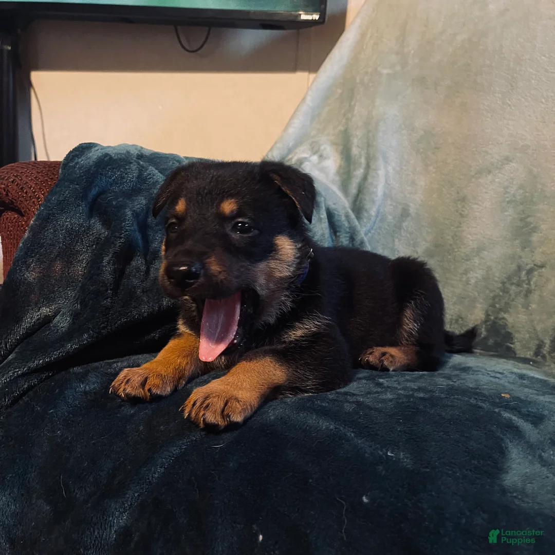 Golden Shepherd dogs for sale: German Shepherd Puppy 1 Dark blue - Ad 1