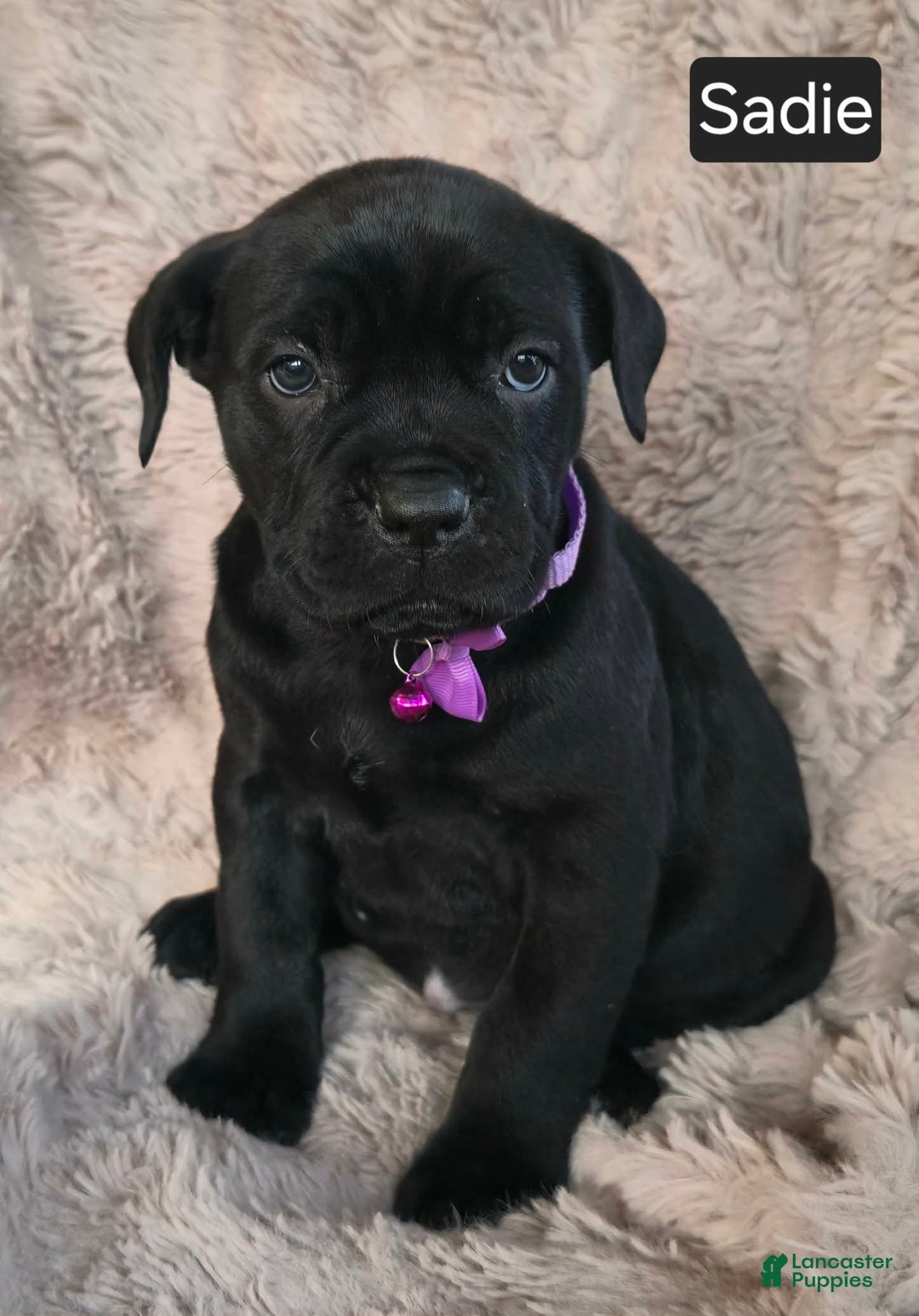 Cane Corso dogs for sale: Sadie - Ad 3