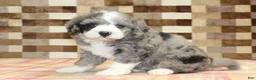 Mini Bernedoodle dogs for sale: Cassie - Ad 4