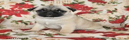Pug dogs for sale: Diamond - Ad 3