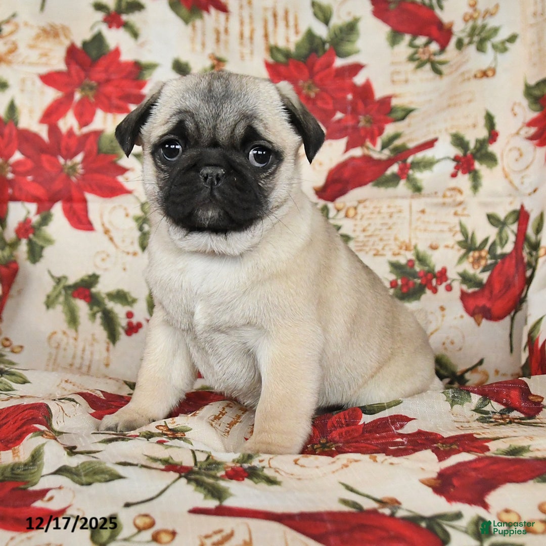 Pug dogs for sale: Diamond - Ad 3