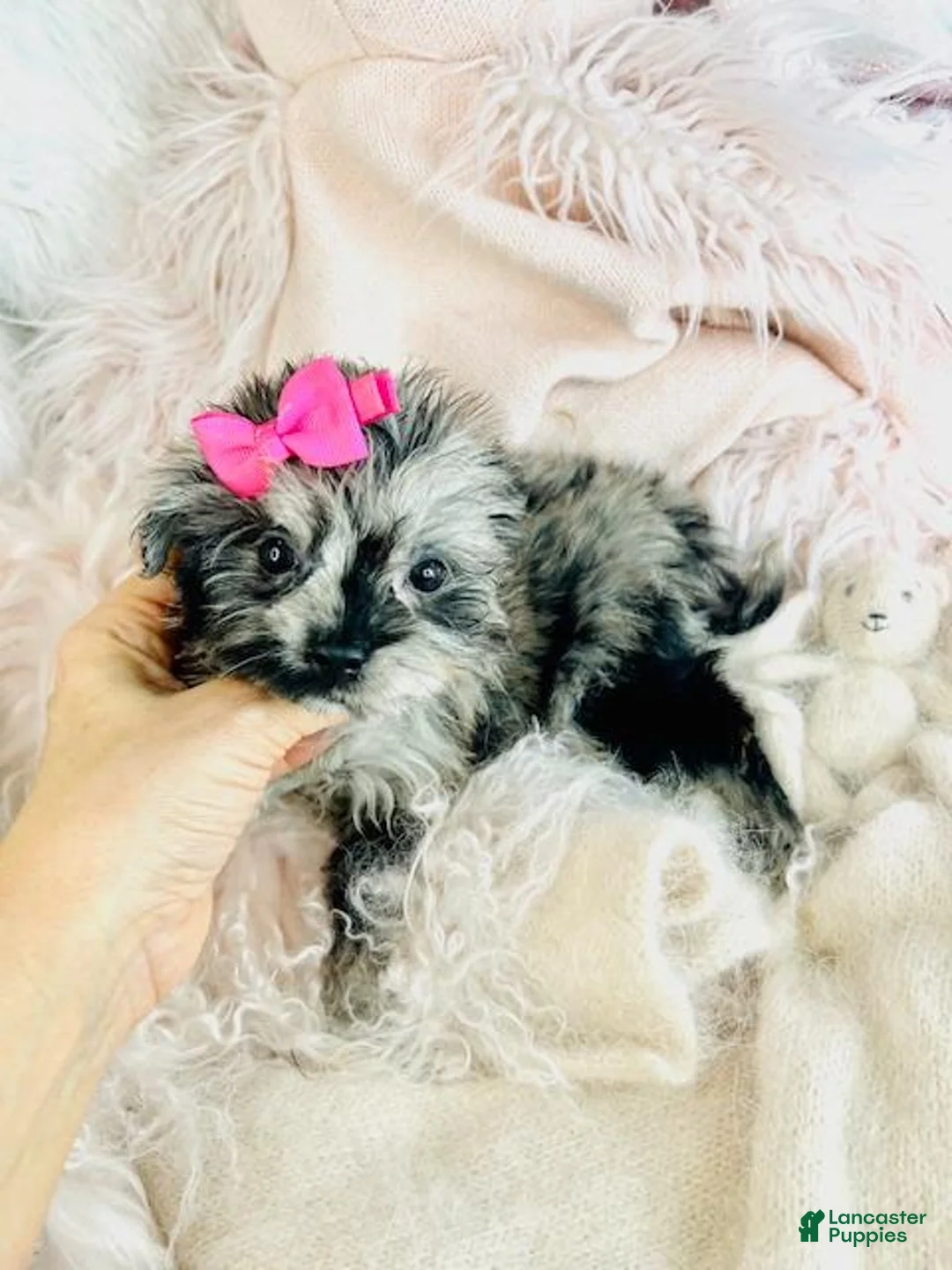 Pomapoo dogs for sale: Pomapoo Puppy 1 - Ad 5