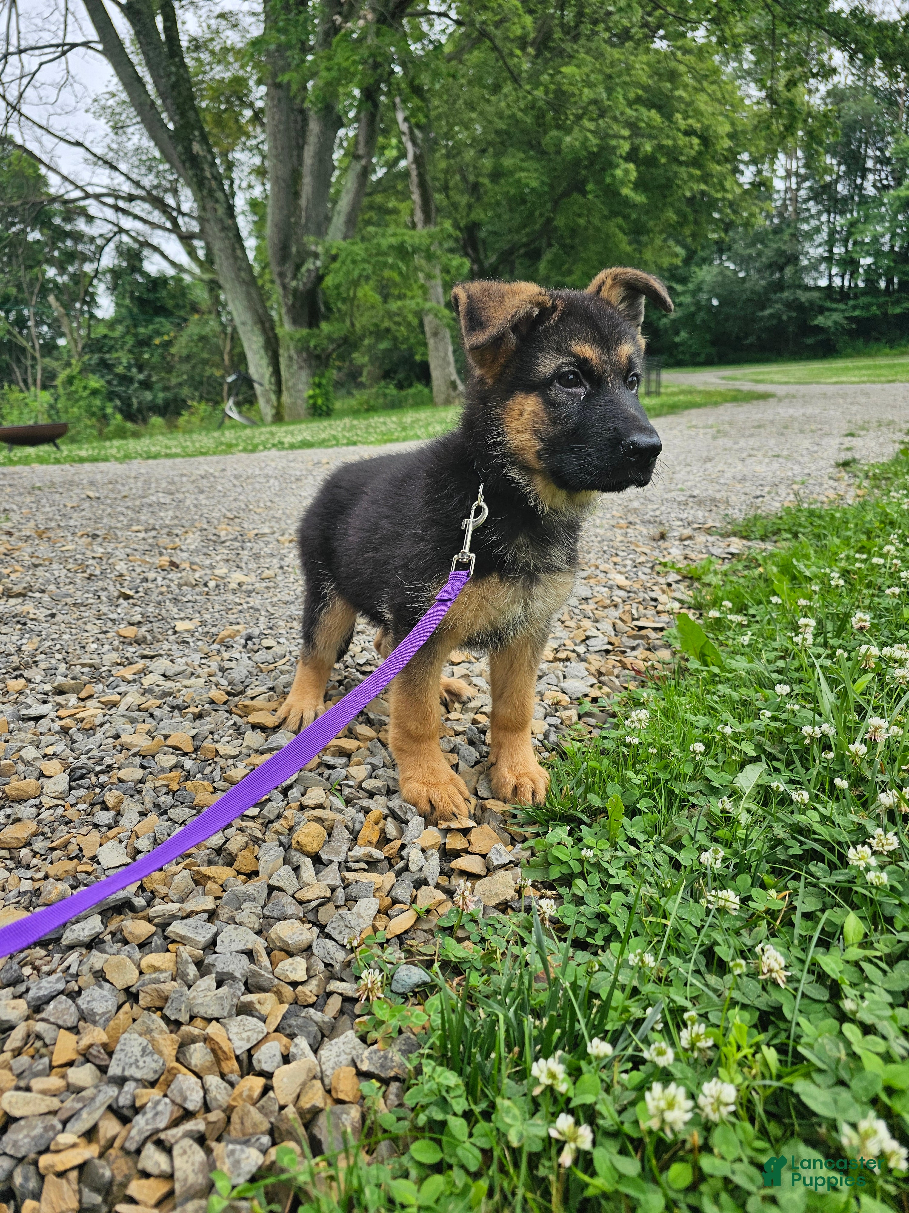 German Shepherd dogs Nova - Ad 2