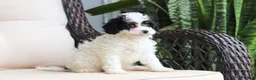 Cavapoo dogs for sale: Joy - Ad 7