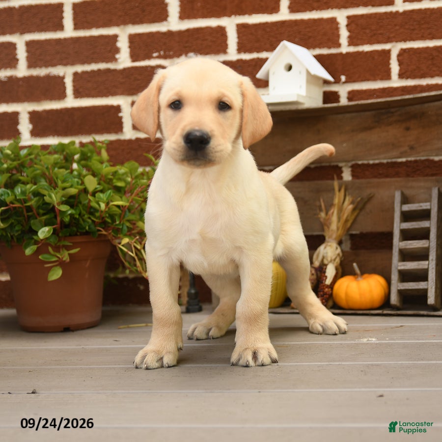 Labrador Retriever dogs Cheeto - Ad 1