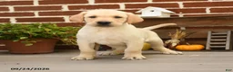 Labrador Retriever dogs for sale: Cheeto - Ad 1
