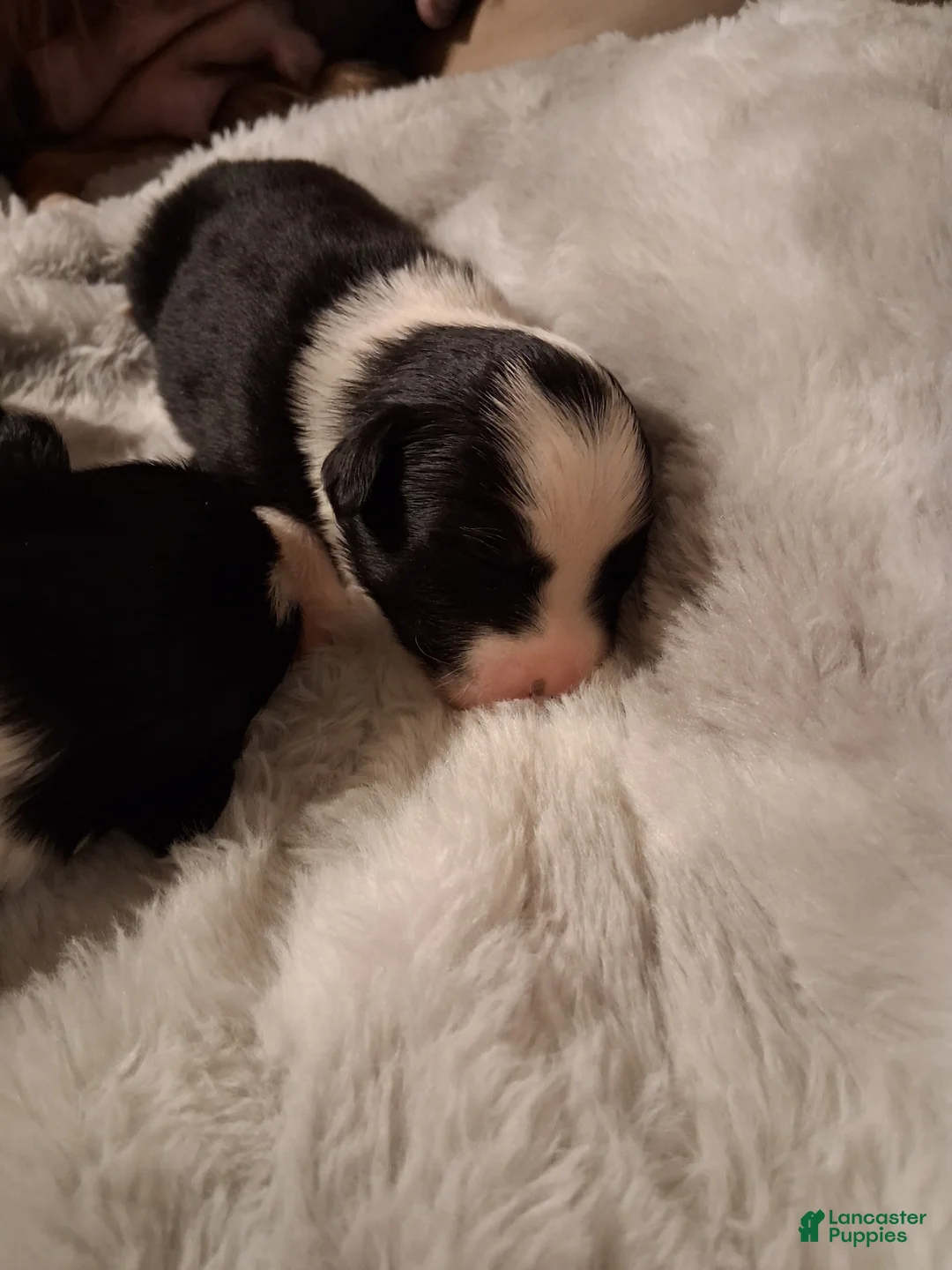 Mixed Breed dogs for sale: Mixed Breed Puppy 2 - Ad 1