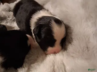 Mixed Breed dogs Mixed Breed Puppy 2 - Ad 5