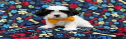 Shih Tzu dogs for sale: Shep - Ad 5