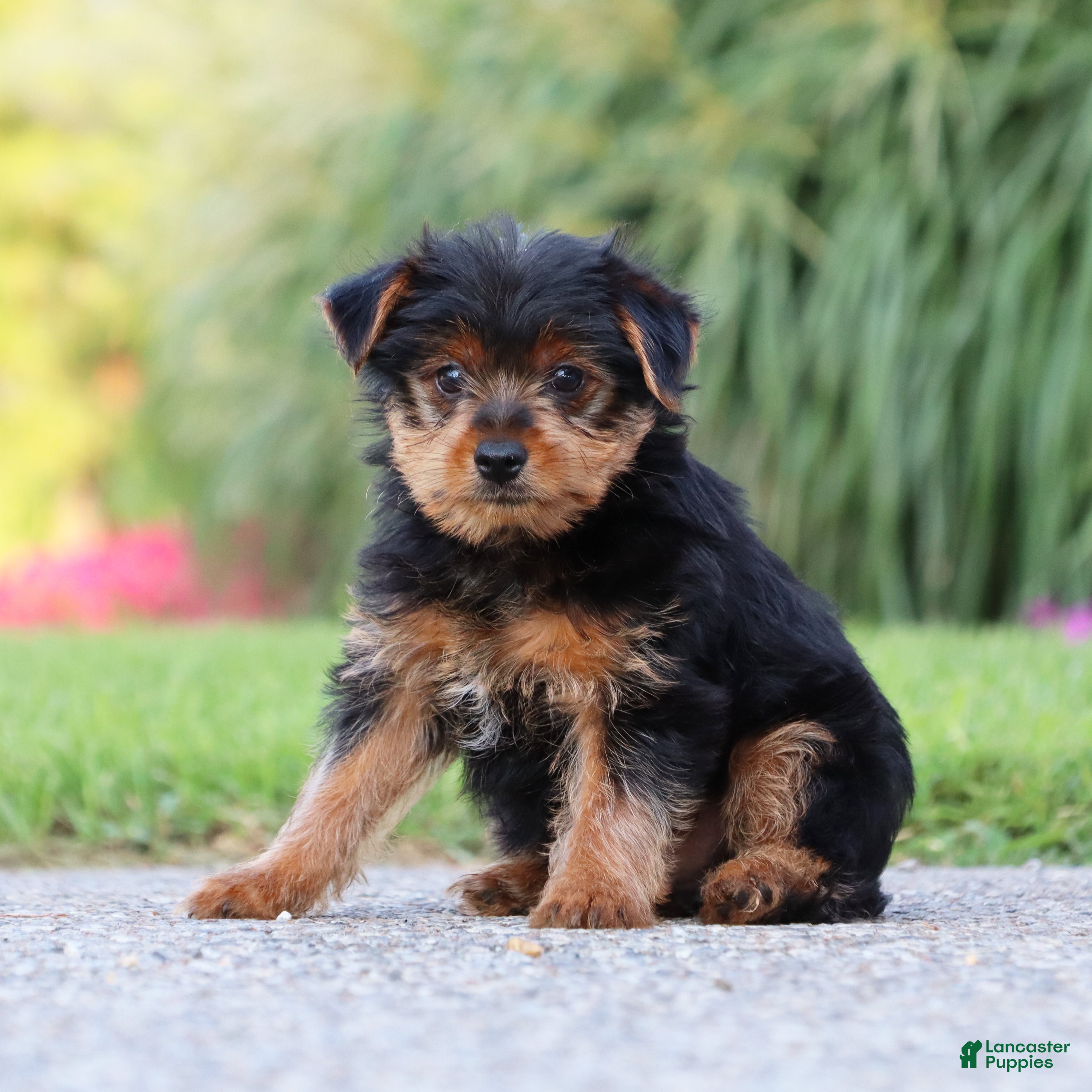 Yorkshire Terrier dogs Pepsi - Ad 1