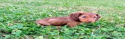 Miniature Dachshund dogs for sale: Daisy - Ad 3