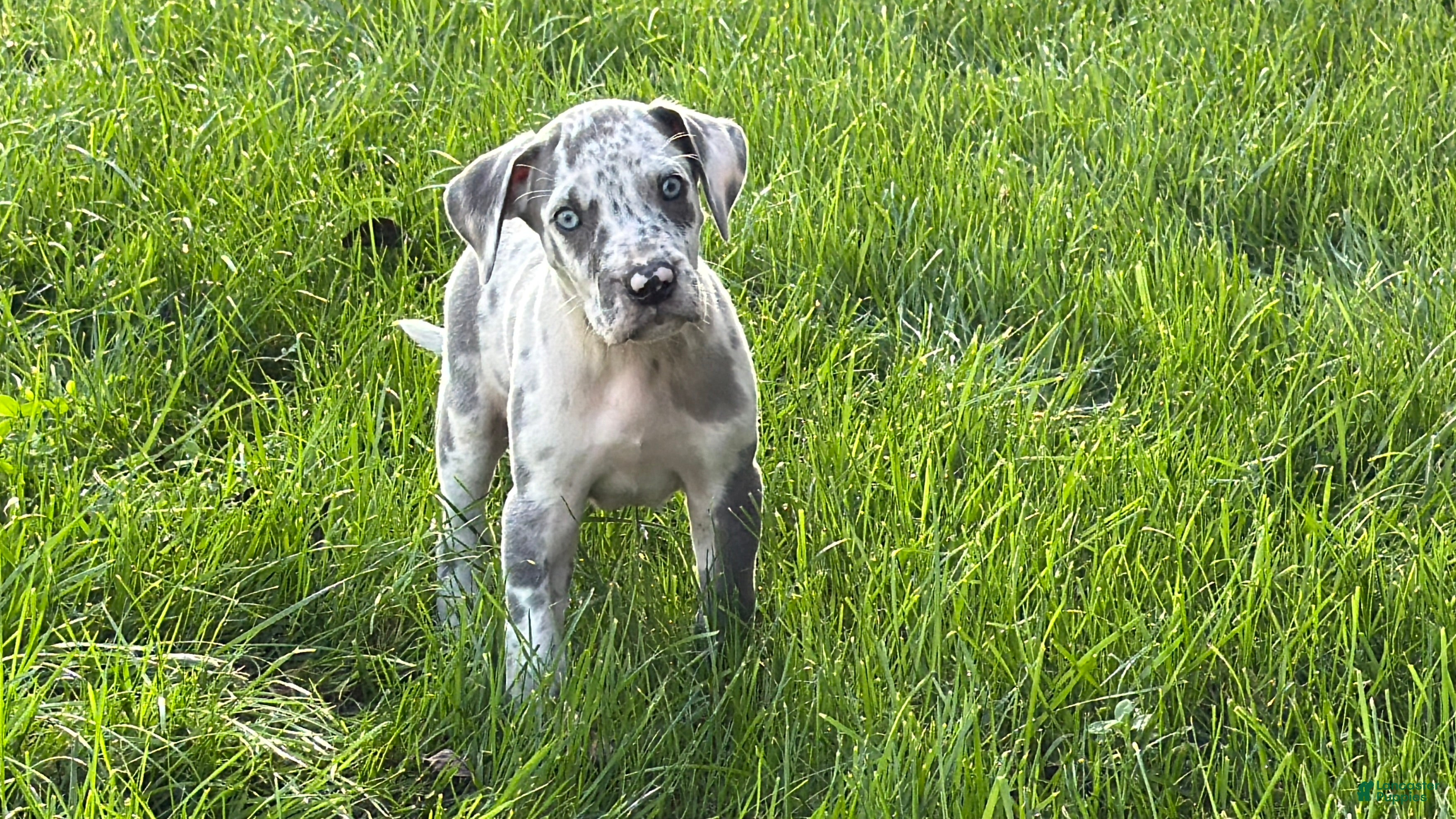 Great Dane dogs Loki - Ad 2