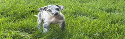 Great Dane dogs for sale: Loki - Ad 2