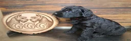 Giant Schnauzer dogs for sale: Spider  - Ad 2