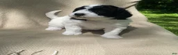 Mixed Breed dogs for sale: Strudel - Ad 16