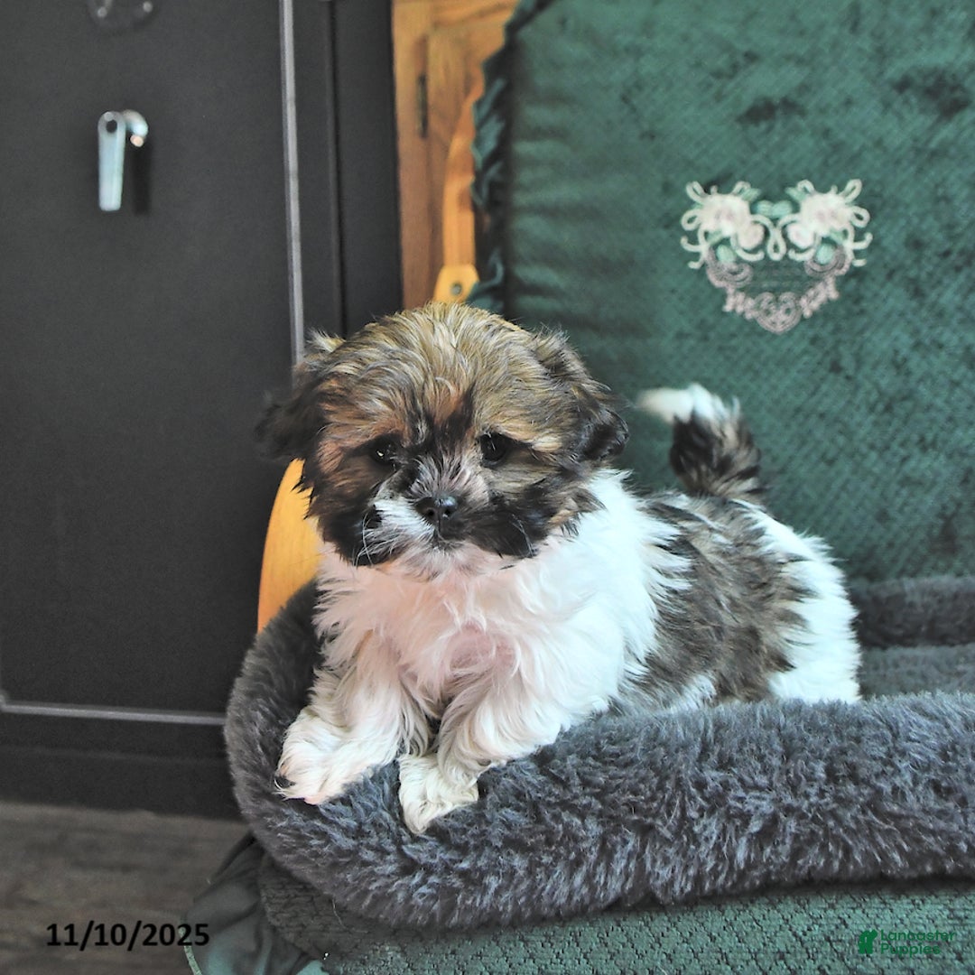 Shih Tzu dogs for sale: Carla - Ad 1
