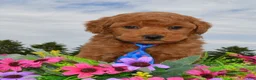 Mini Goldendoodle dogs for sale: Mini George - Ad 9