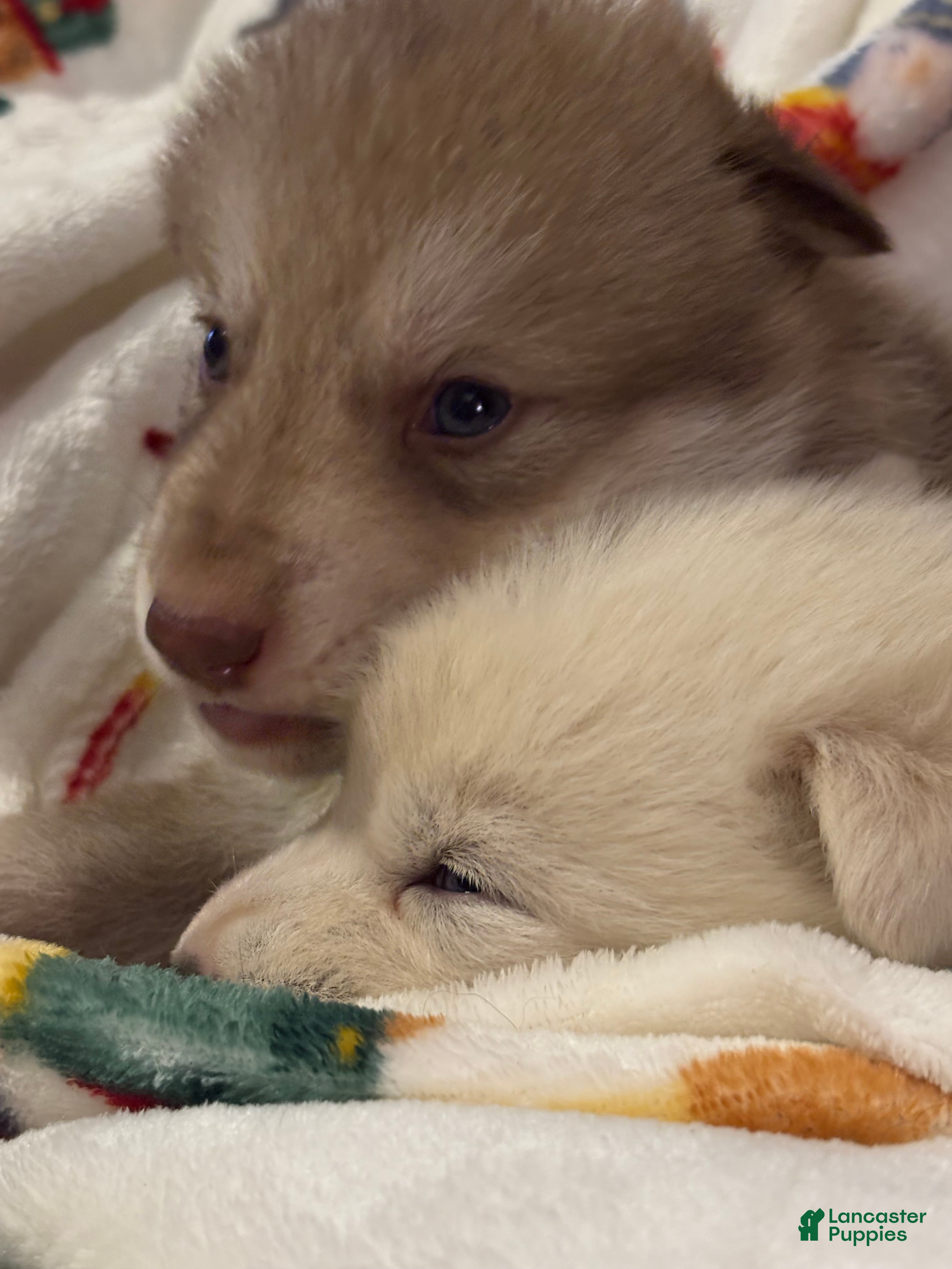 Mixed Breed dogs White wolfdog girl - Ad 41