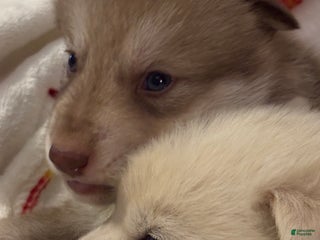 Mixed Breed dogs White wolfdog girl - Ad 5