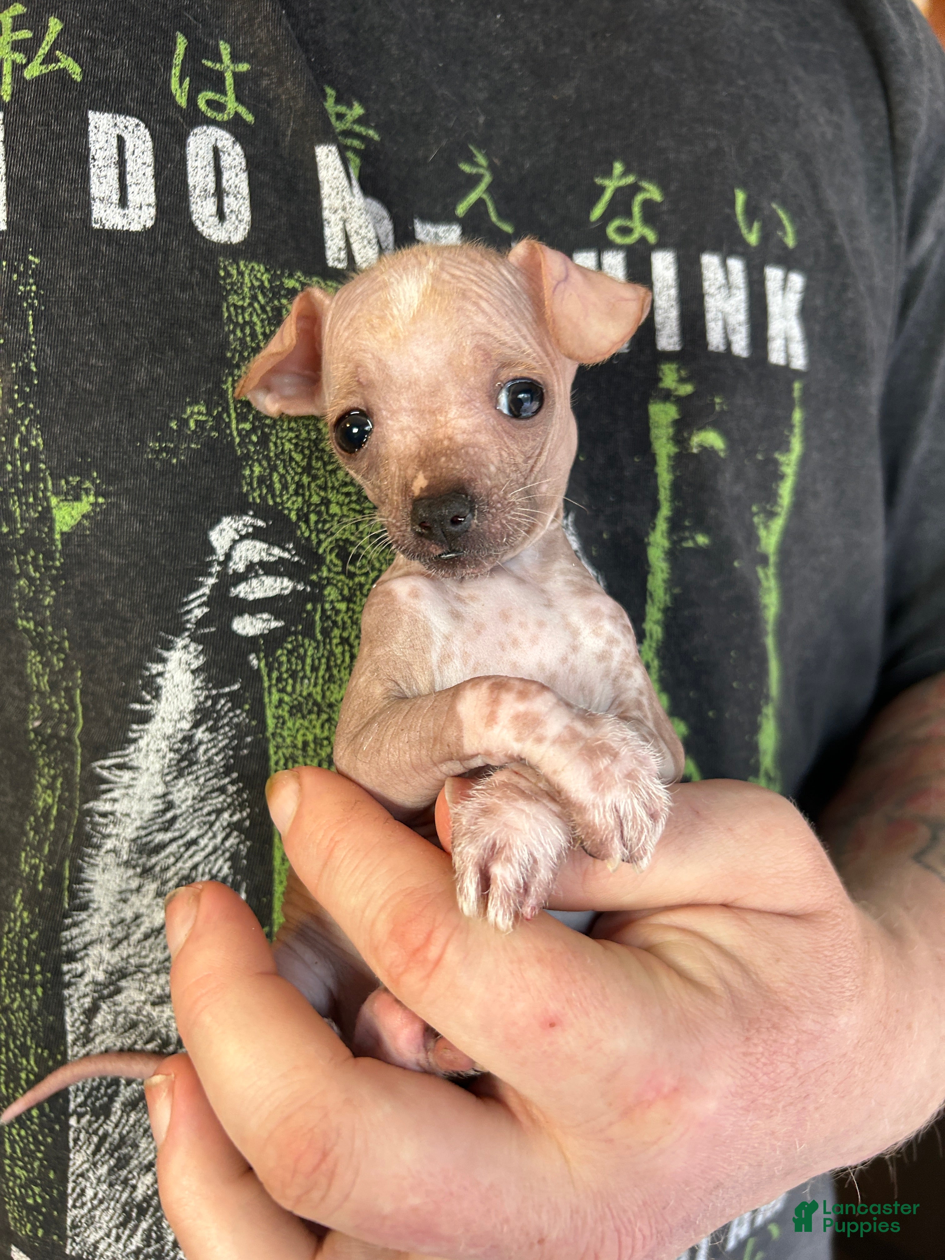 Mixed Breed dogs Princess  - Ad 6