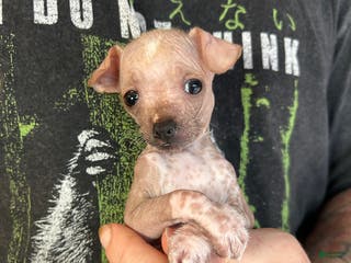 Mixed Breed dogs Princess - Ad 6