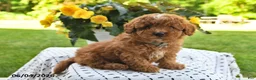 Mini Goldendoodle dogs for sale: Sparky - Ad 4
