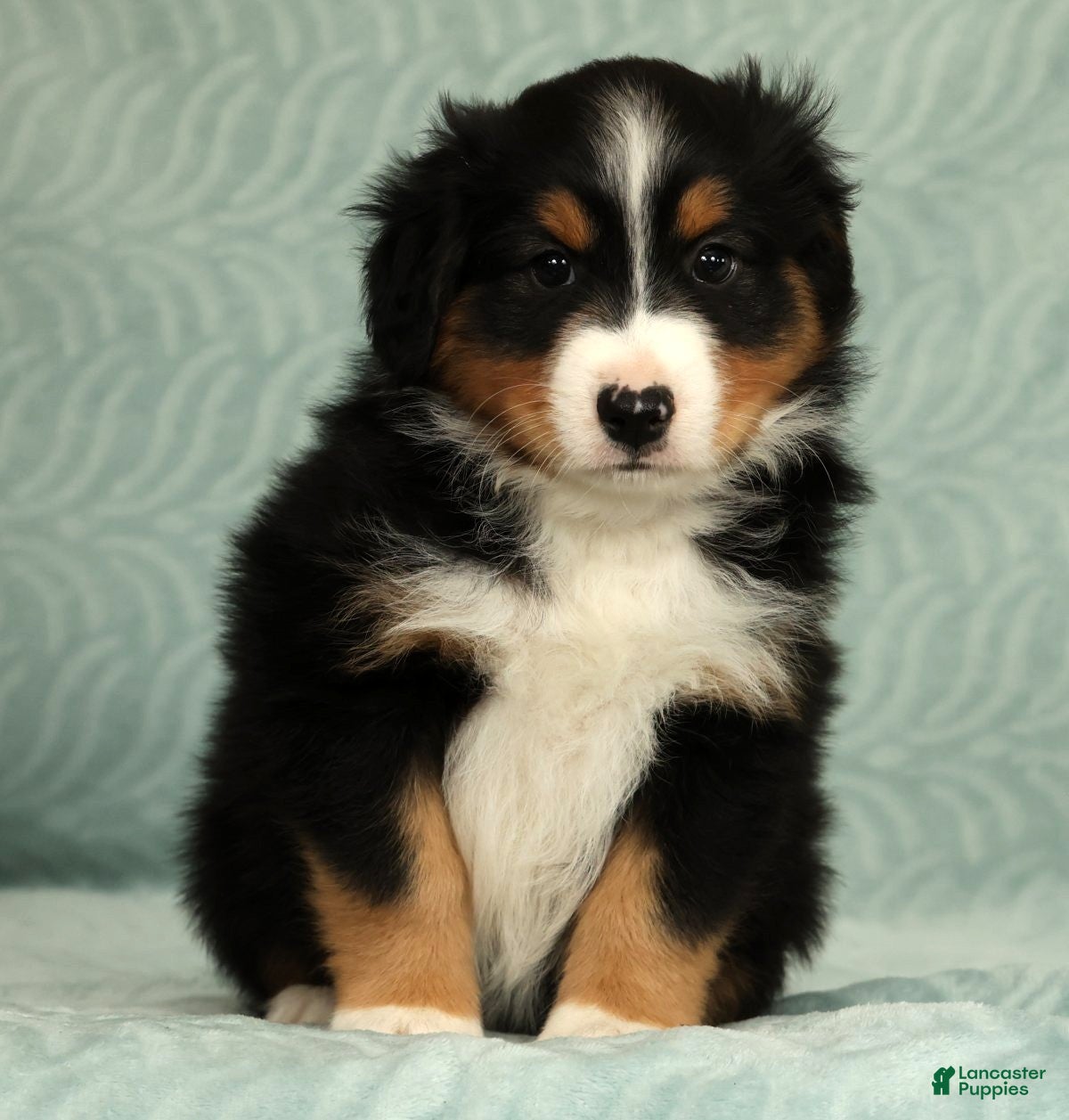 Australian Shepherd dogs for sale: Milo - Ad 6