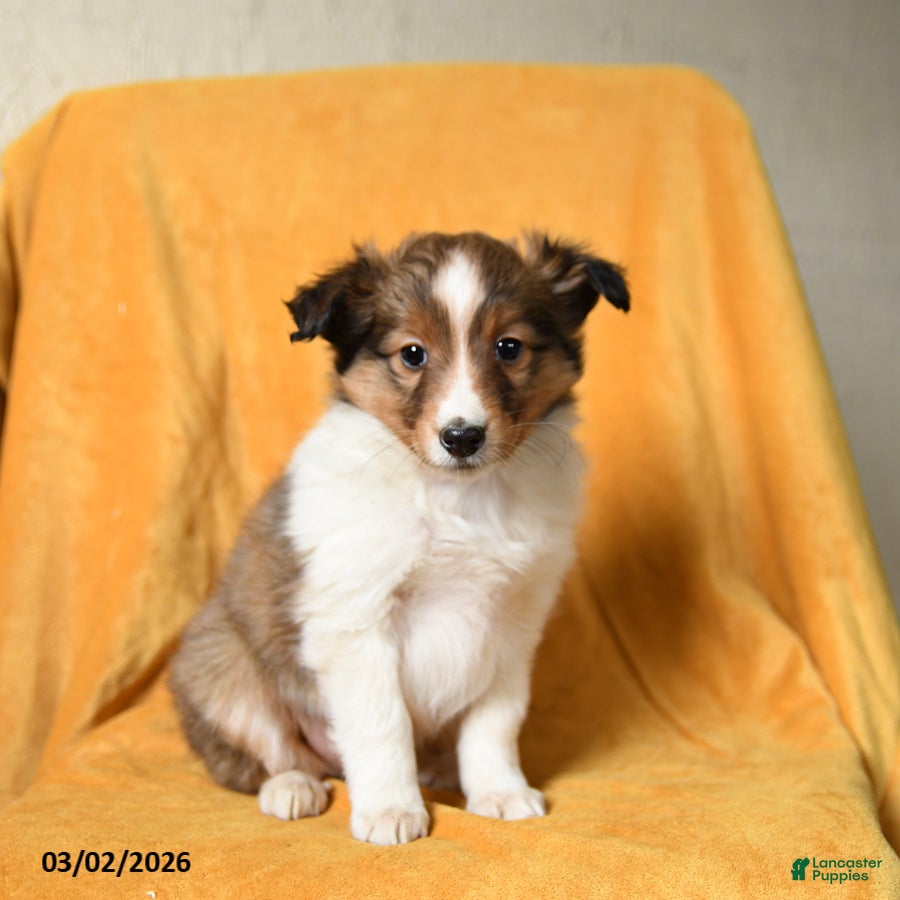 Shetland Sheepdog dogs Fern - Ad 2