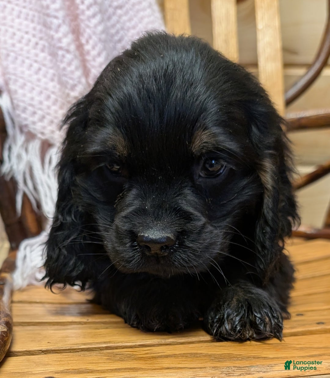 Cocker Spaniel dogs for sale: Whisper - Ad 6