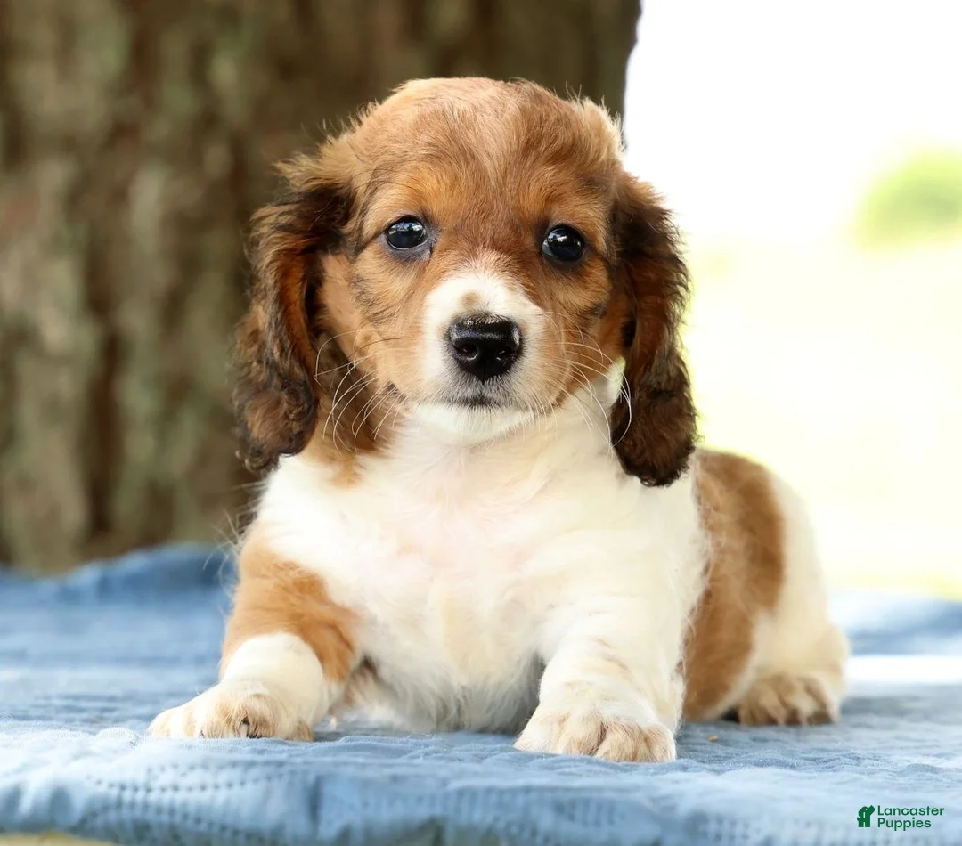 Miniature Dachshund dogs for sale: Jesse - Ad 1