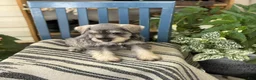 Miniature Schnauzer dogs for sale: Lilly - Ad 11