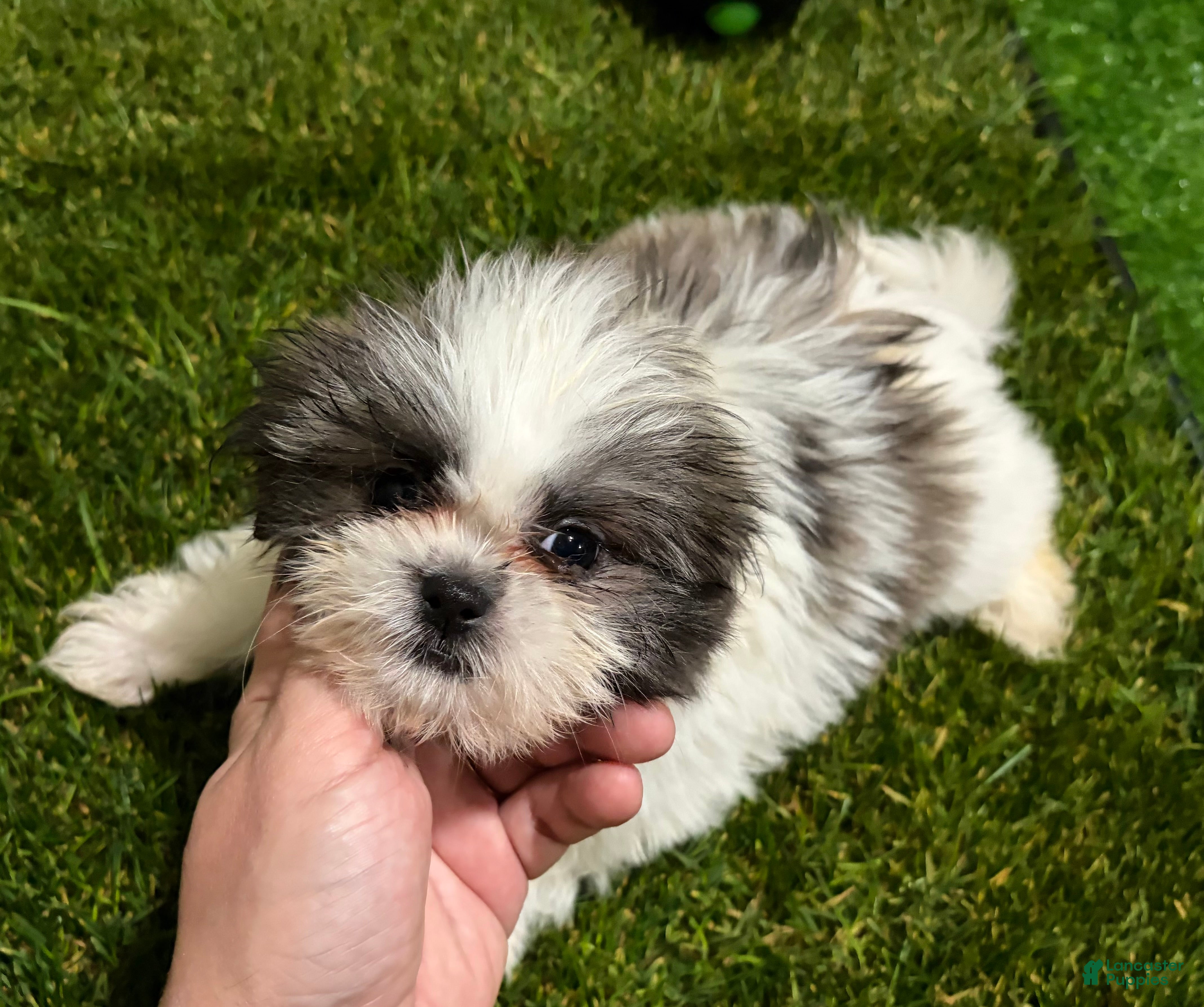 Mixed Breed dogs Girl 2 - Ad 41