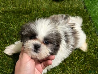 Mixed Breed dogs Girl 2 - Ad 4