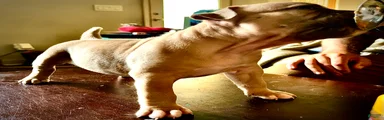 American Bully Puppy 5