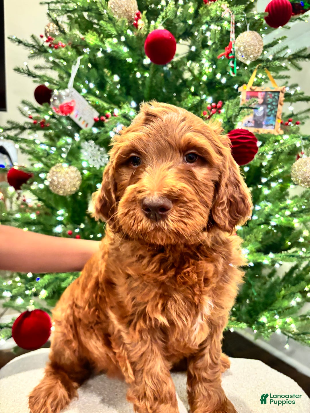 Goldendoodle dogs for sale: orange  - Ad 2