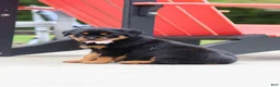 Rottweiler dogs for sale: Honey - Ad 7