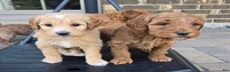 Goldendoodle dogs for sale: Goldendoodle 1 - Ad 4