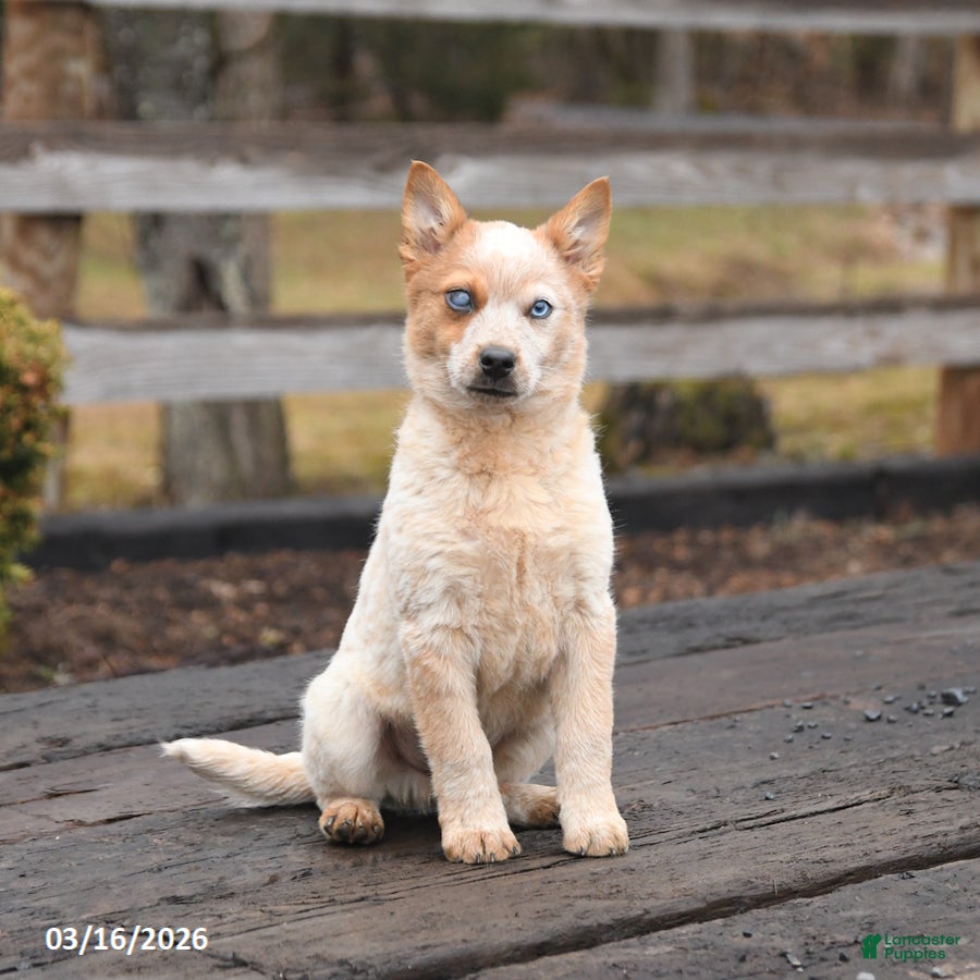 Mixed Breed dogs Dexter - Ad 1