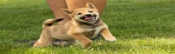Shiba Inu dogs for sale: Jasper  - Ad 7