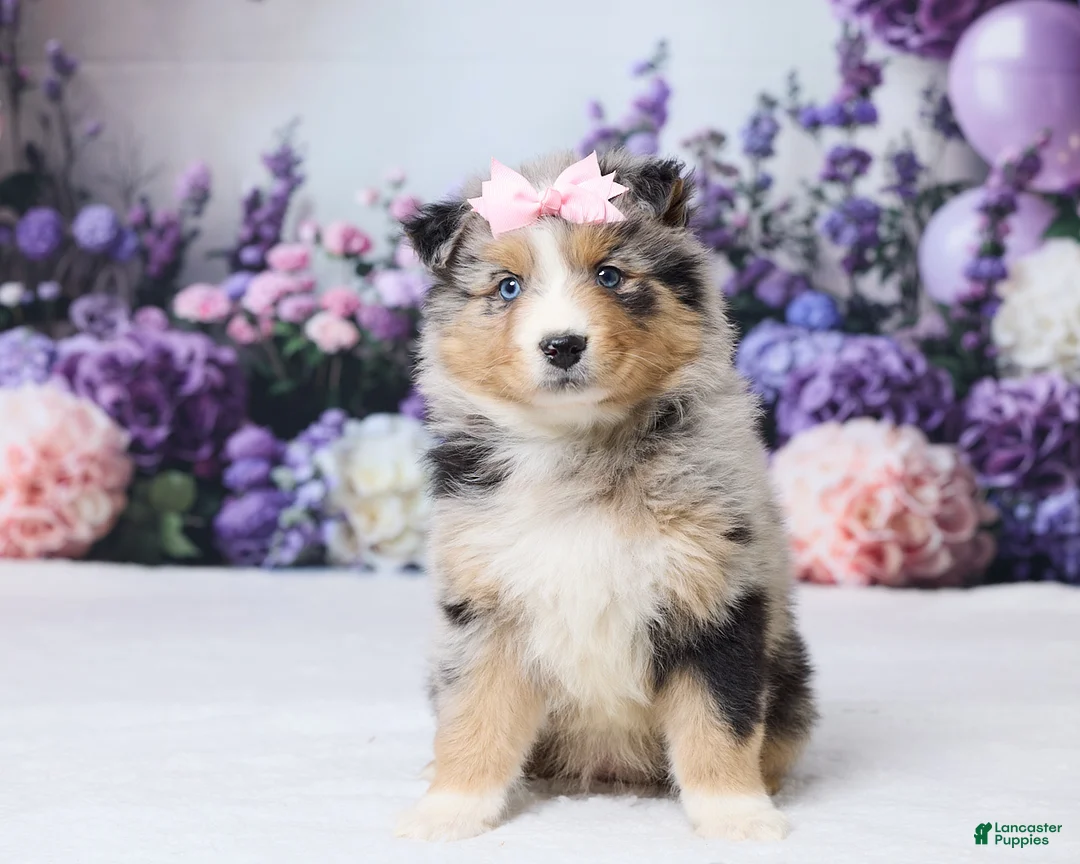 Australian Shepherd dogs for sale: Daisy - Ad 1