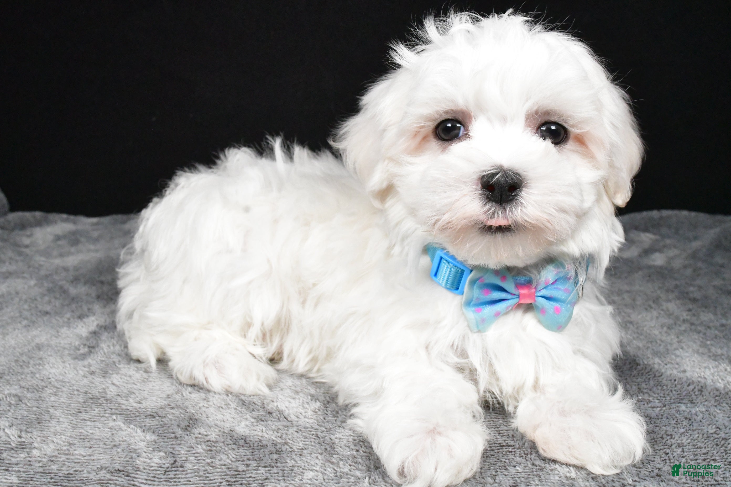 Maltese dogs Waldo - Ad 22