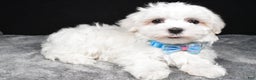 Maltese dogs for sale: Waldo - Ad 1
