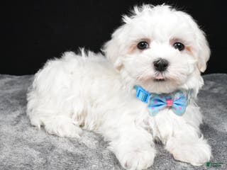 Maltese dogs Waldo - Ad 22