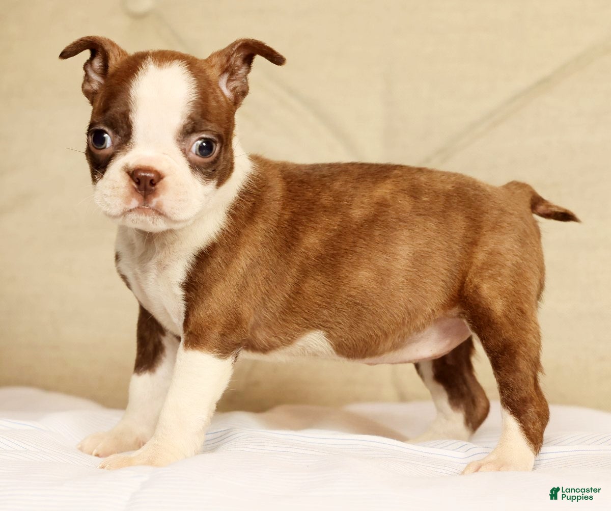 Boston Terrier dogs Pixie - Ad 1
