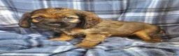 Cocker Spaniel dogs for sale: Millie - Ad 4
